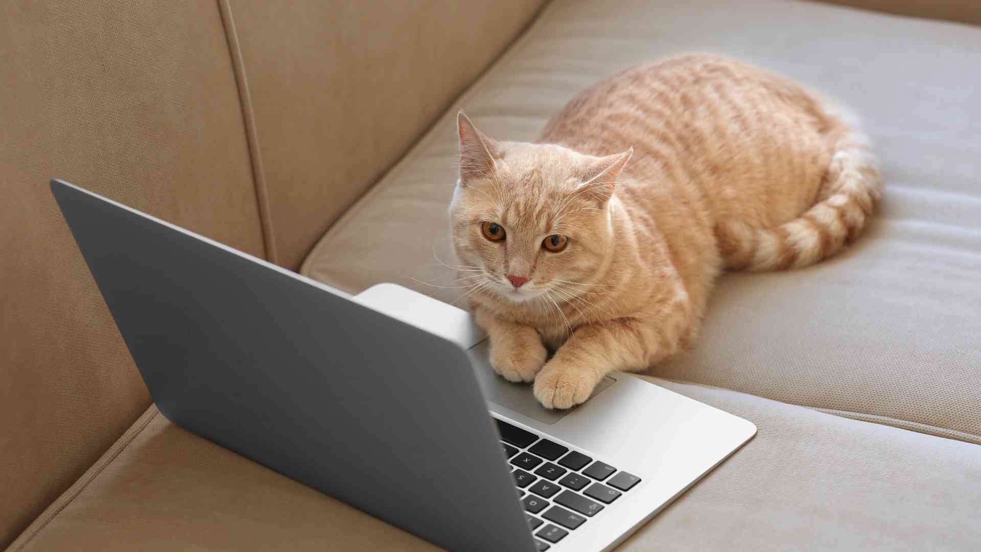 Can You Be a Digital Nomad with Cat? Guide Can You Be a Digital Nomad with Cat? Guide