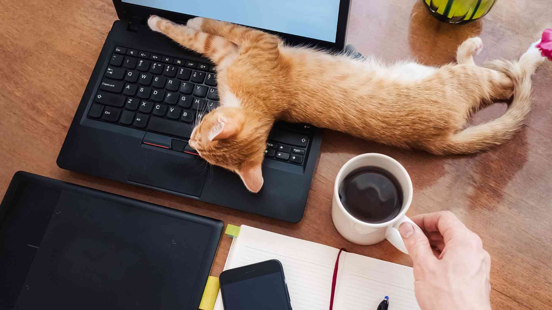 Unique Challenges and Benefits of Nomading with a Pet What are the unique challenges and benefits of nomading with a pet