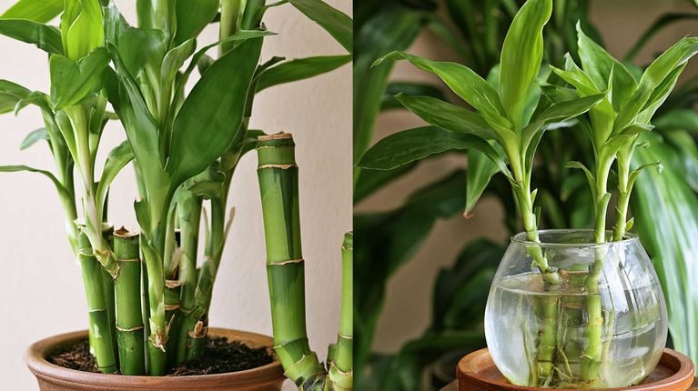 How to save lucky bamboo from root rot?